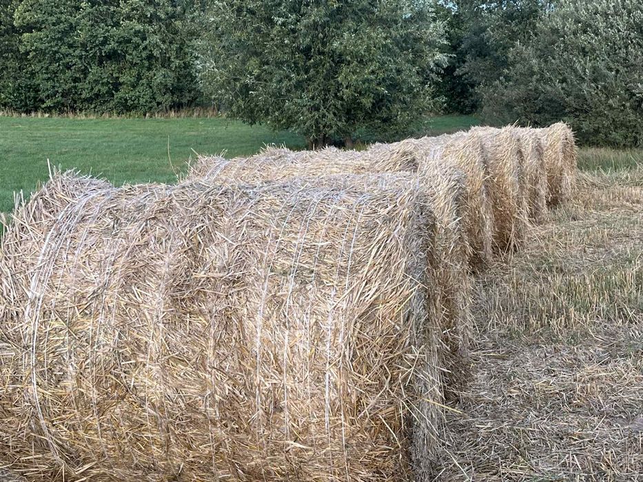 Sprzedam słomę z 29.08.2025