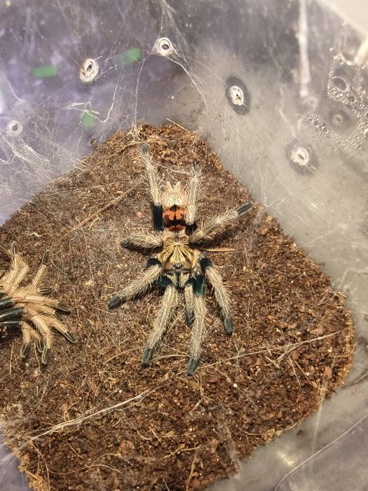 Ptasznik Chromatopelma cyaneopubescens L5