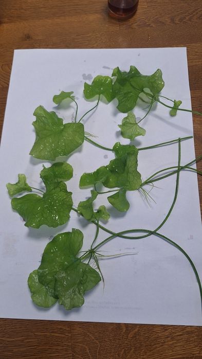 Lotos tygrysi sadzonki 5 szt