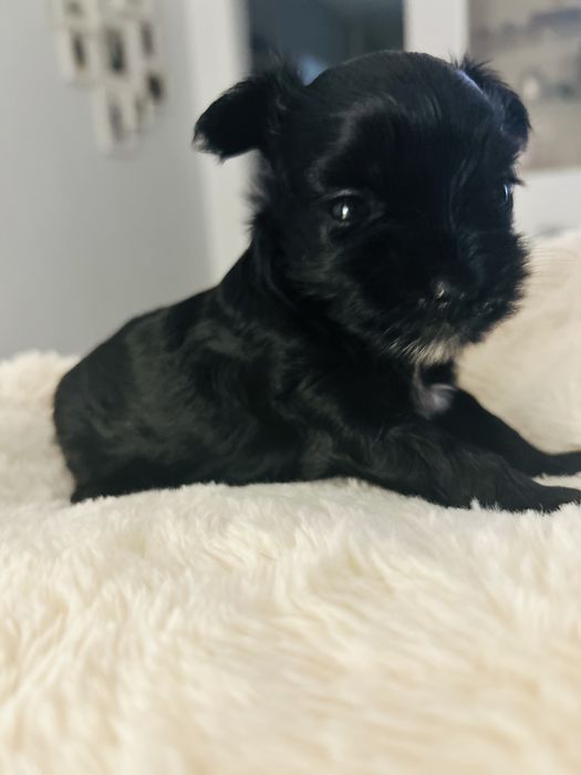 Yorkshire terrier