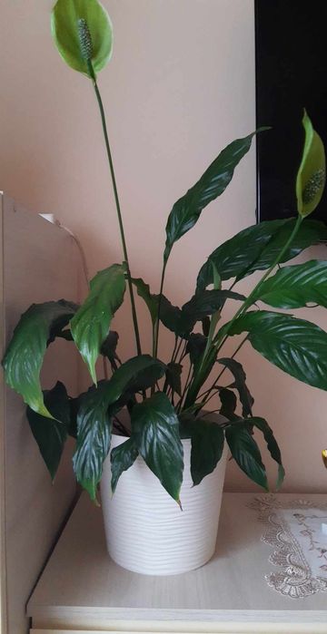 Шикарні домашні квіти. Великі. Доглянуті. Непривередливі.