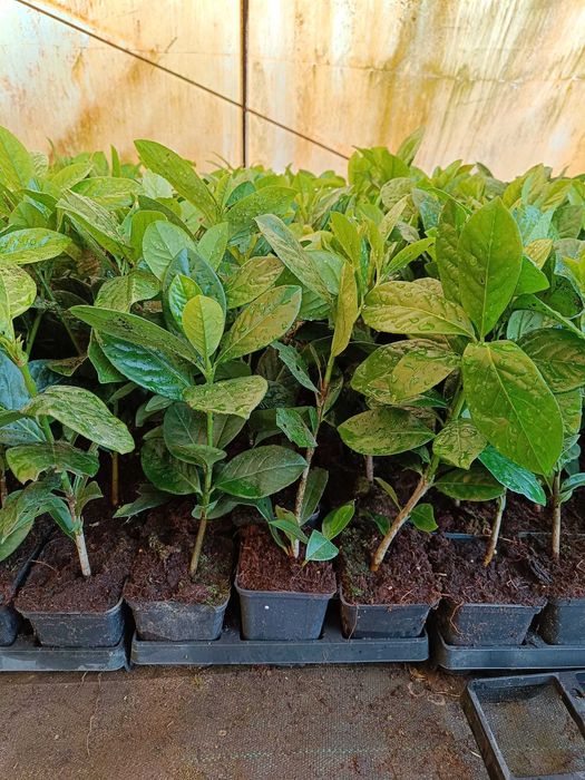 Laurowiśnia Novita 25-55cm w doniczce p9 możliwość wysyłki