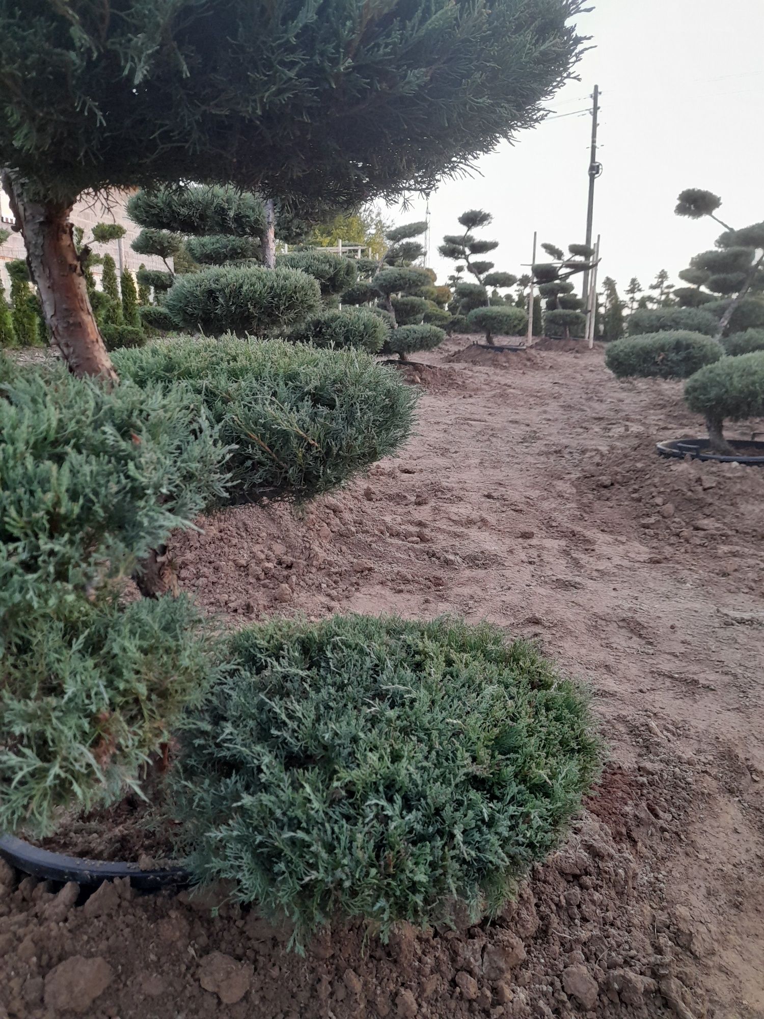 bonsai Rośliny formowane Sosna,swierk,jalowiec