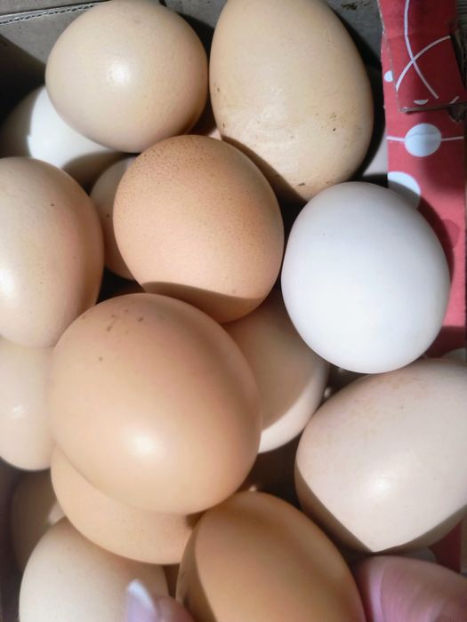 Яйця курячі яйця