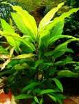 Orzechowiec Hygrophila corymbosa