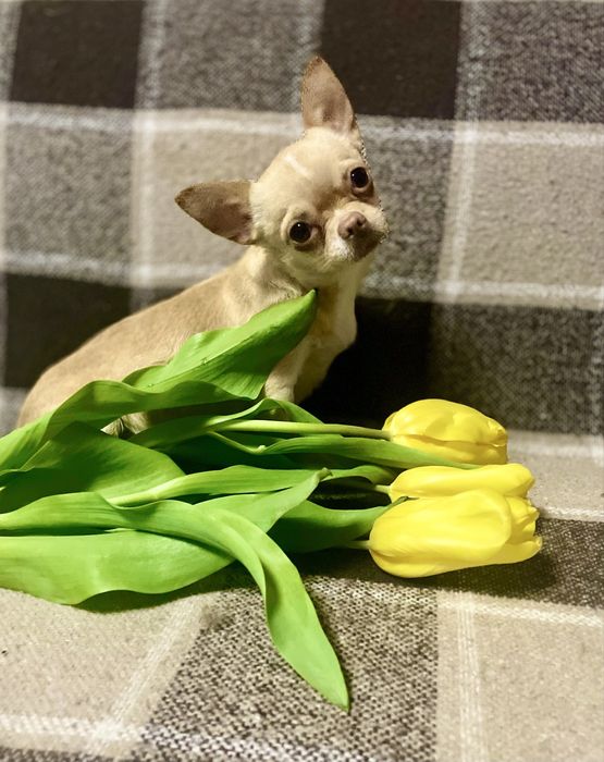 Девочка чихуахуа