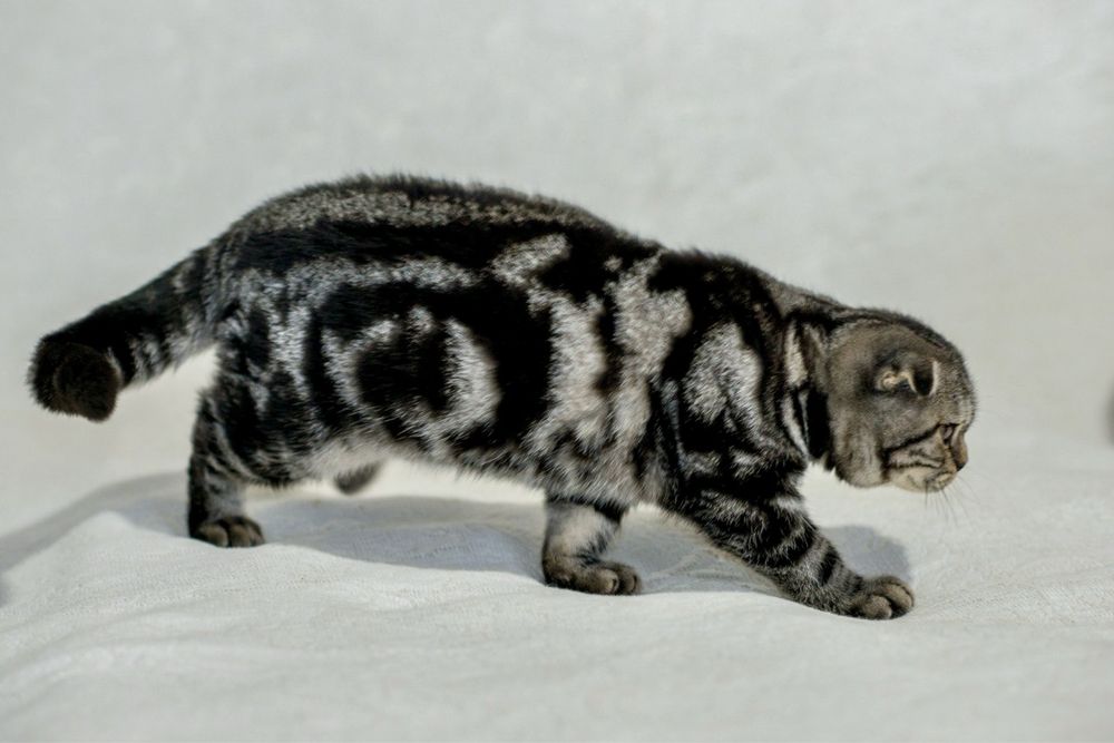 Шотландский вислоухий мальчик