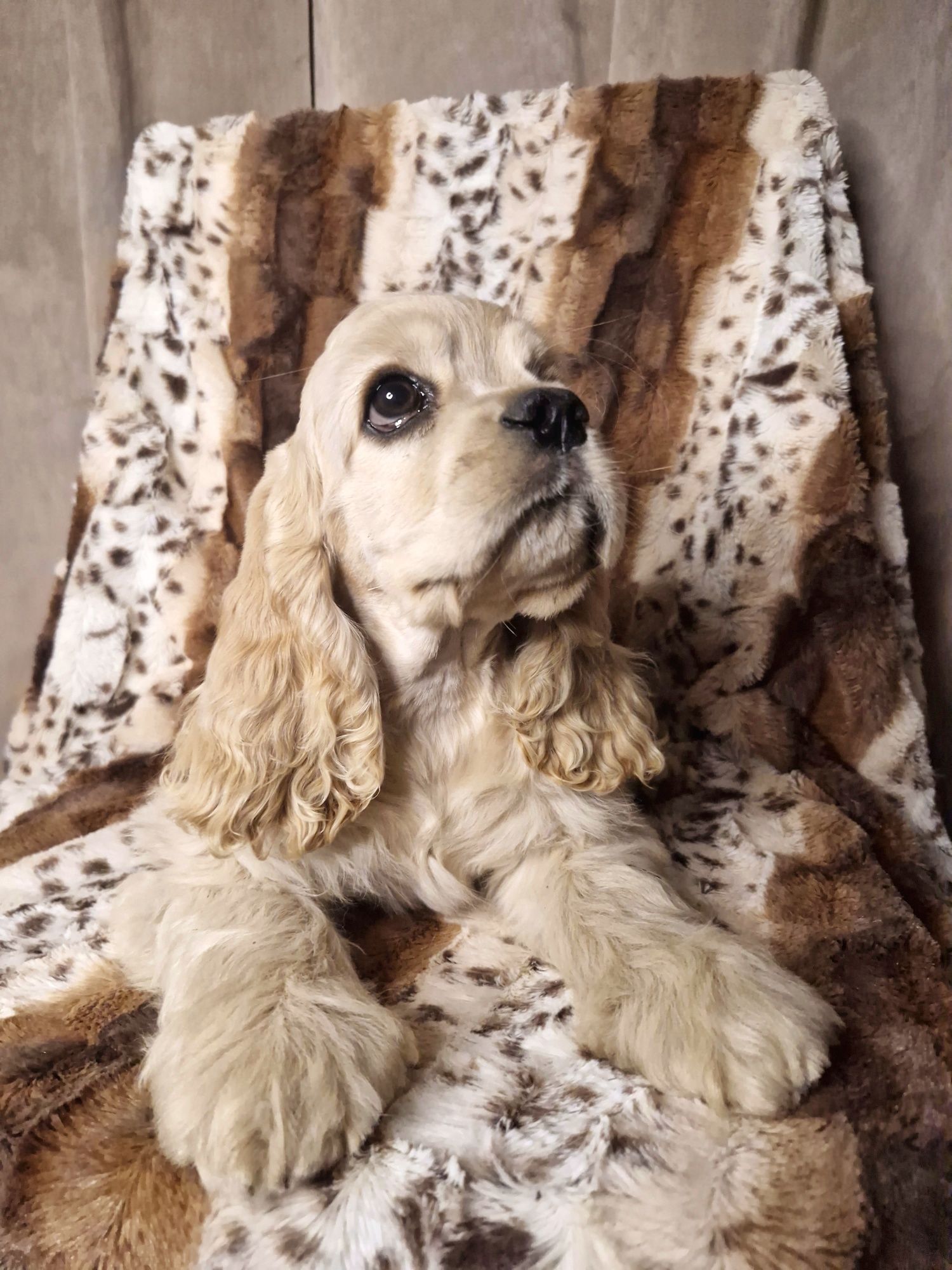 Cocker spaniel Amerykański FCI