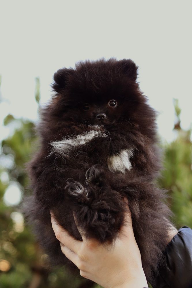 Pomeranian szpic miniaturowy pies