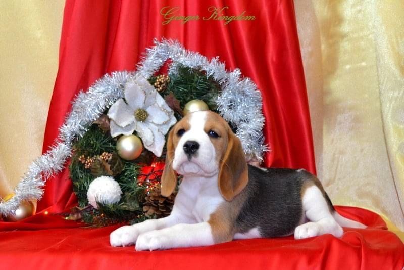 Цуценята Бігля Австралійського походження