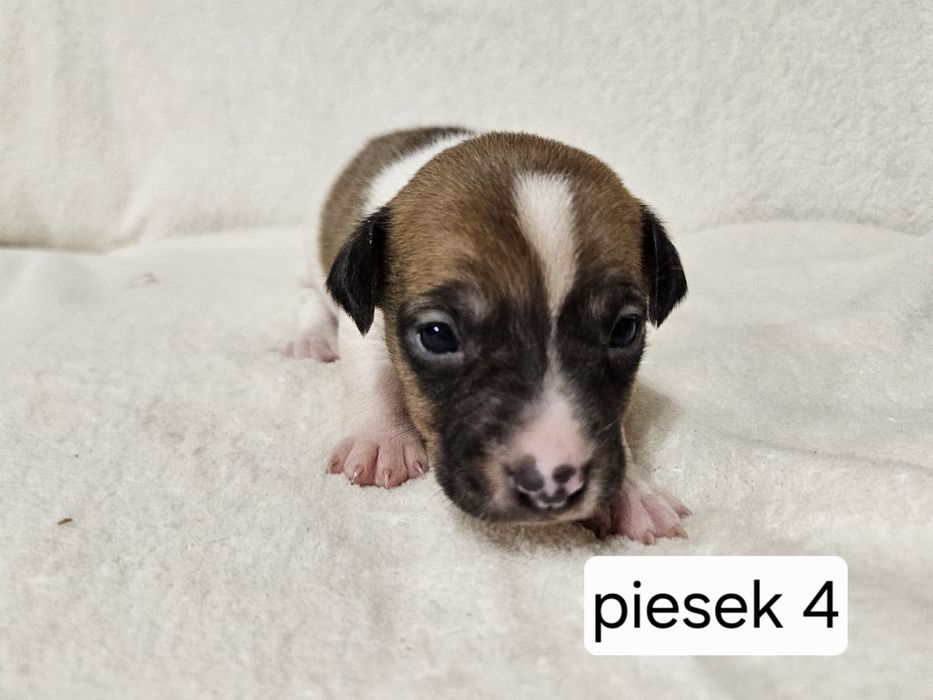 Piesek Jack Russell Terrier