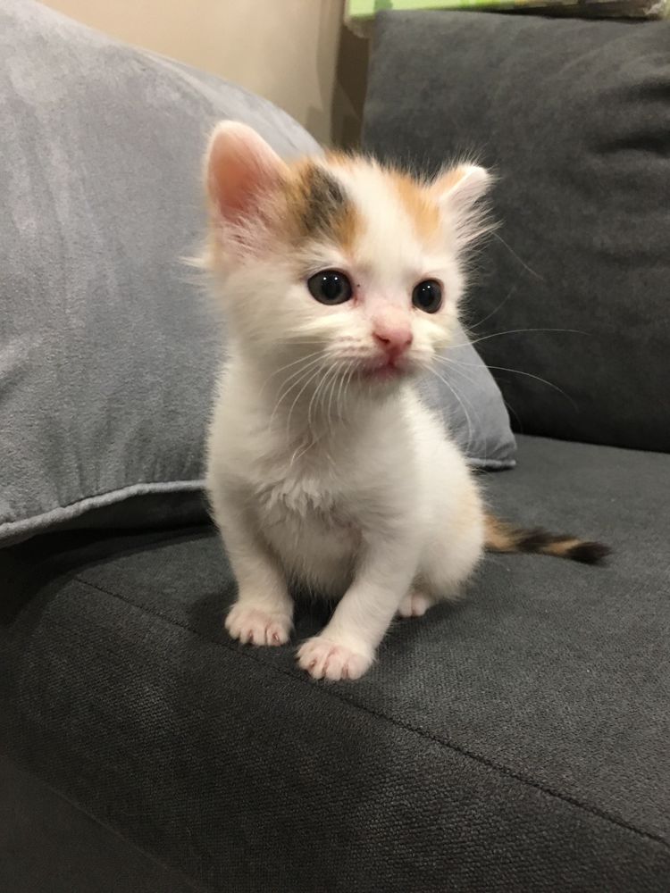 Gatinhos para adoção responsável