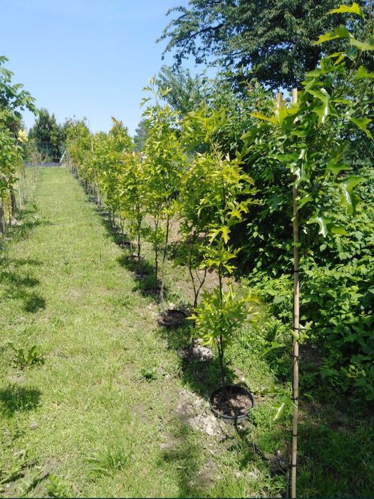 Sprzedam Drzewka ozdobne Okazja!