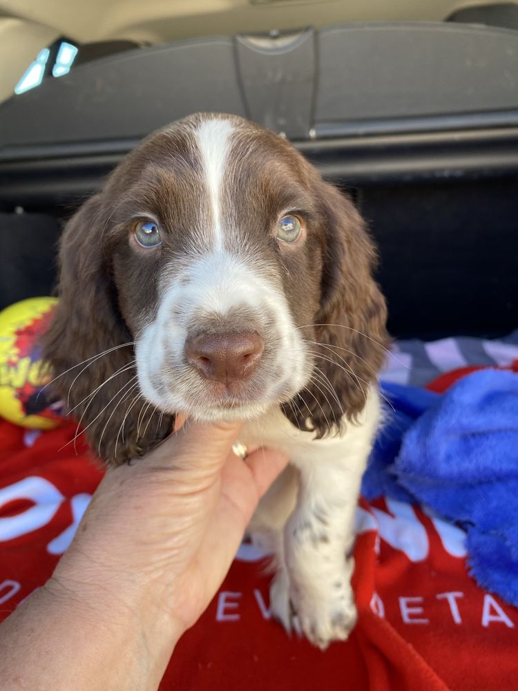 Bebé Springer spaniel linha de trabalho exemplrar