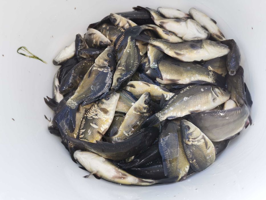 karp do zarybienia 100 szt 300zł i inne amur tołpyga  karaś