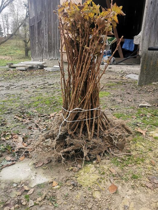 Sadzonki porzeczki czarnej