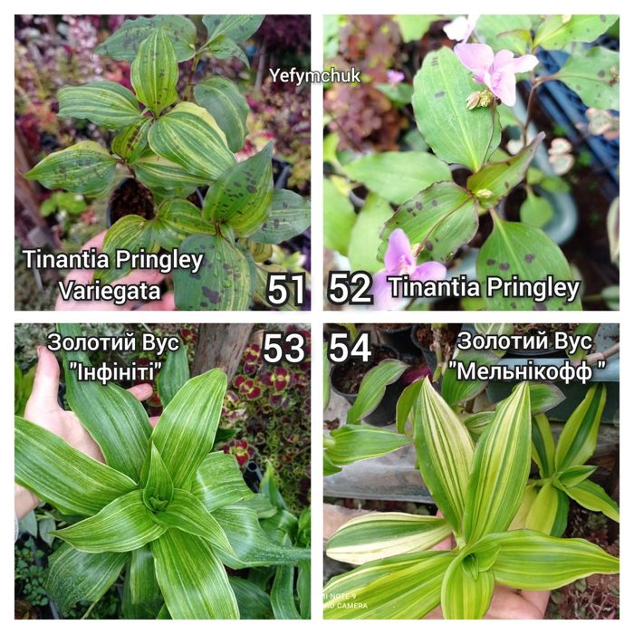 Традесканція частина 2