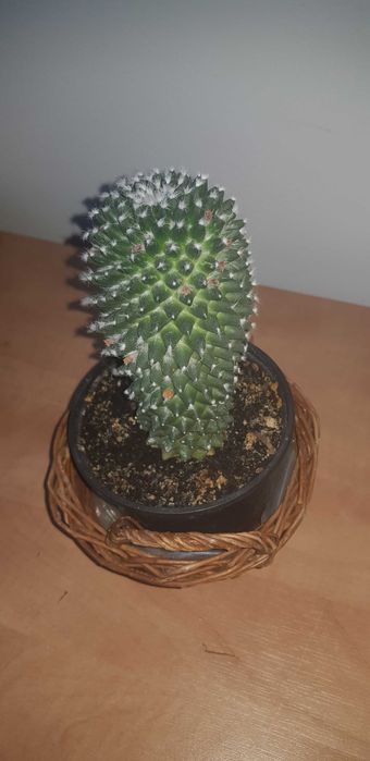 Sukulent Mammillaria polythele