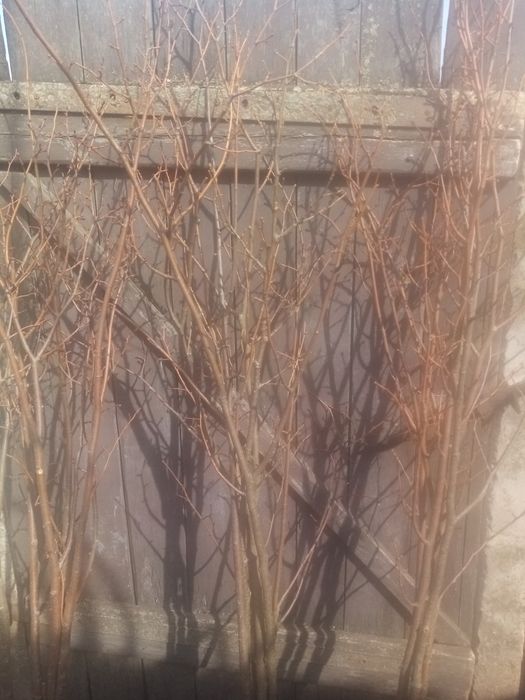 Саженцы Липы мелколистой.