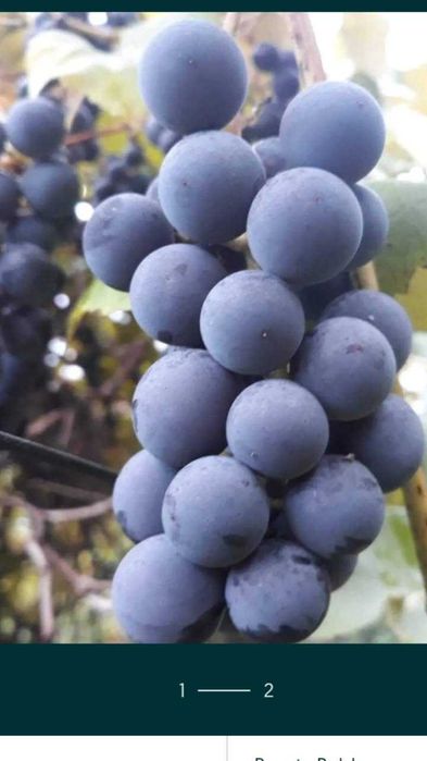 Winogrona Ekologiczne