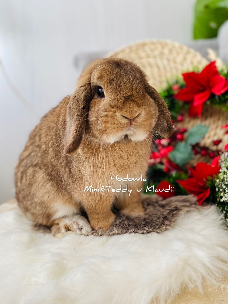 MINI LOP - królik rasowy / miniaturka - legalna hodowla, metryka