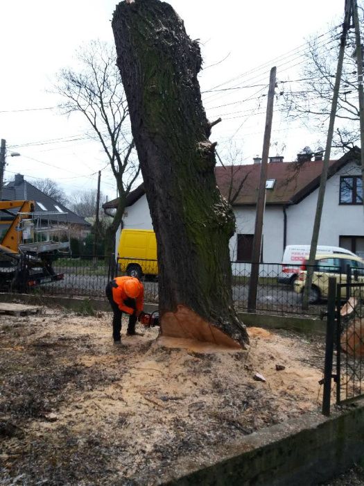 Wycinka drzew Śląskie, Częstochowa, Myszków, Lubliniec, Tarnowskie Gór