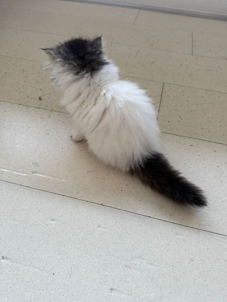 Gata persa tricolor com 3 meses