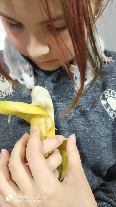 Гризуни джамбо, пацюки