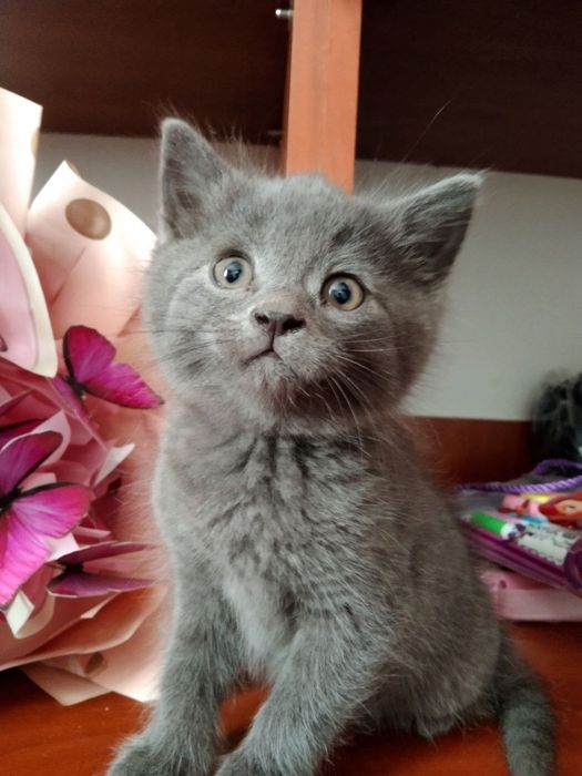 Віддам кошенят 2 місяці