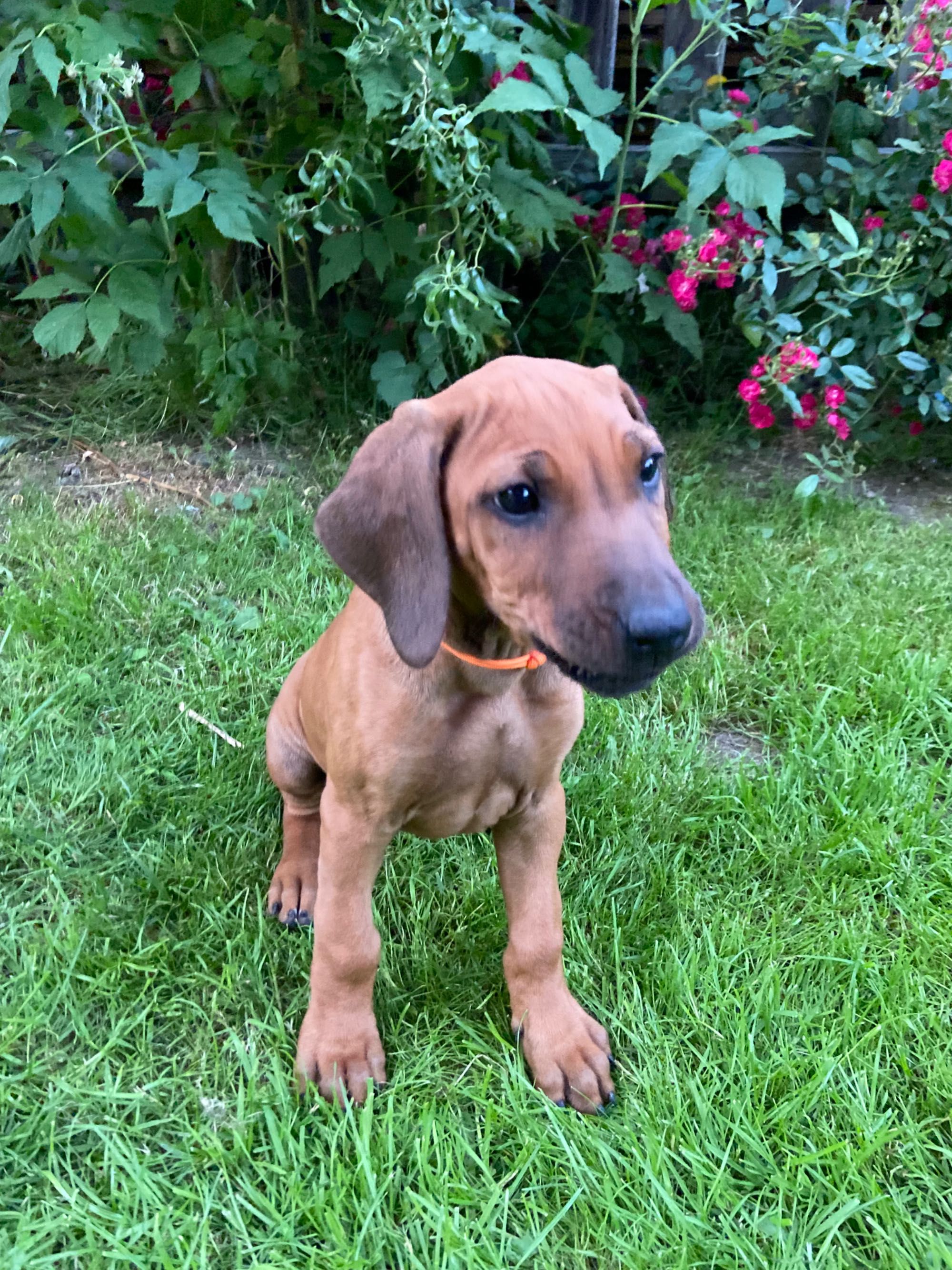 Rhodesian ridgeback