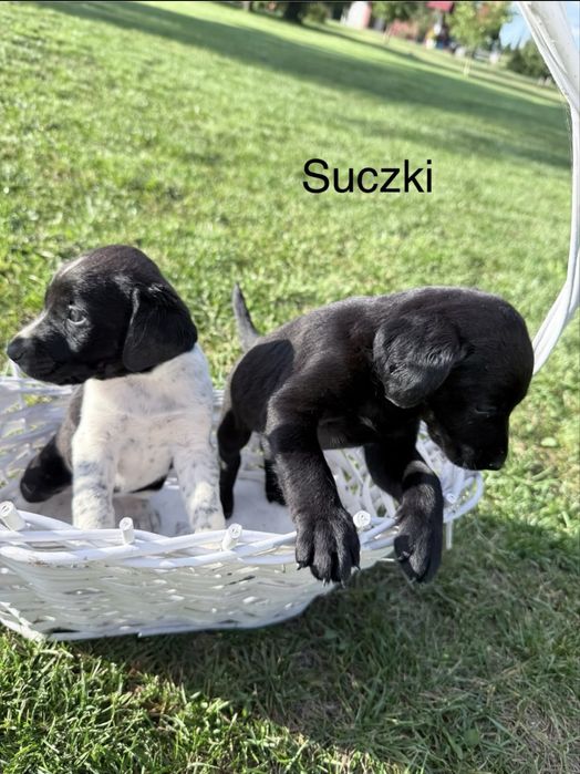 Pieski po wyżle niemieckim