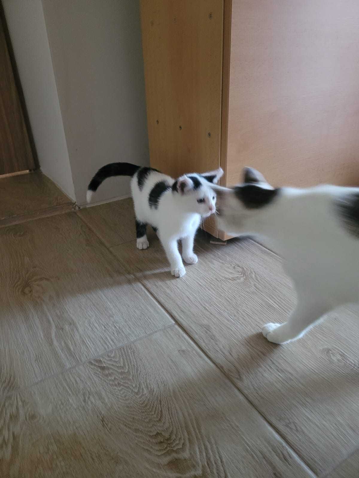 Kotki do oddania za darmo