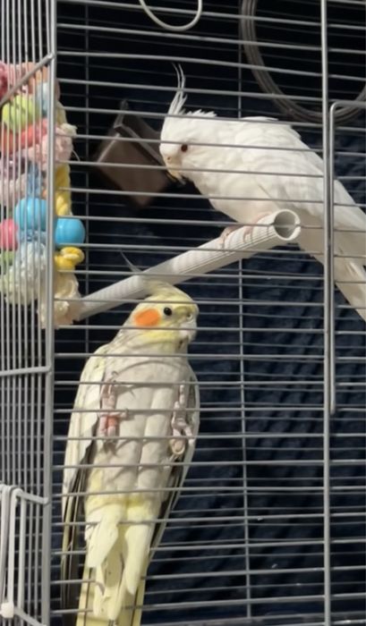 sprzedam parkę nimf