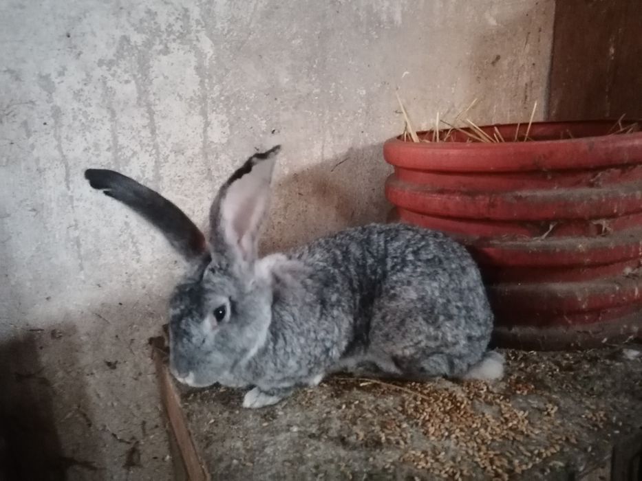 Sprzedam królika samice