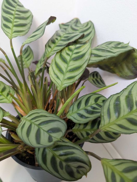 Ctenanthe burle-marxii 'Fishbone'