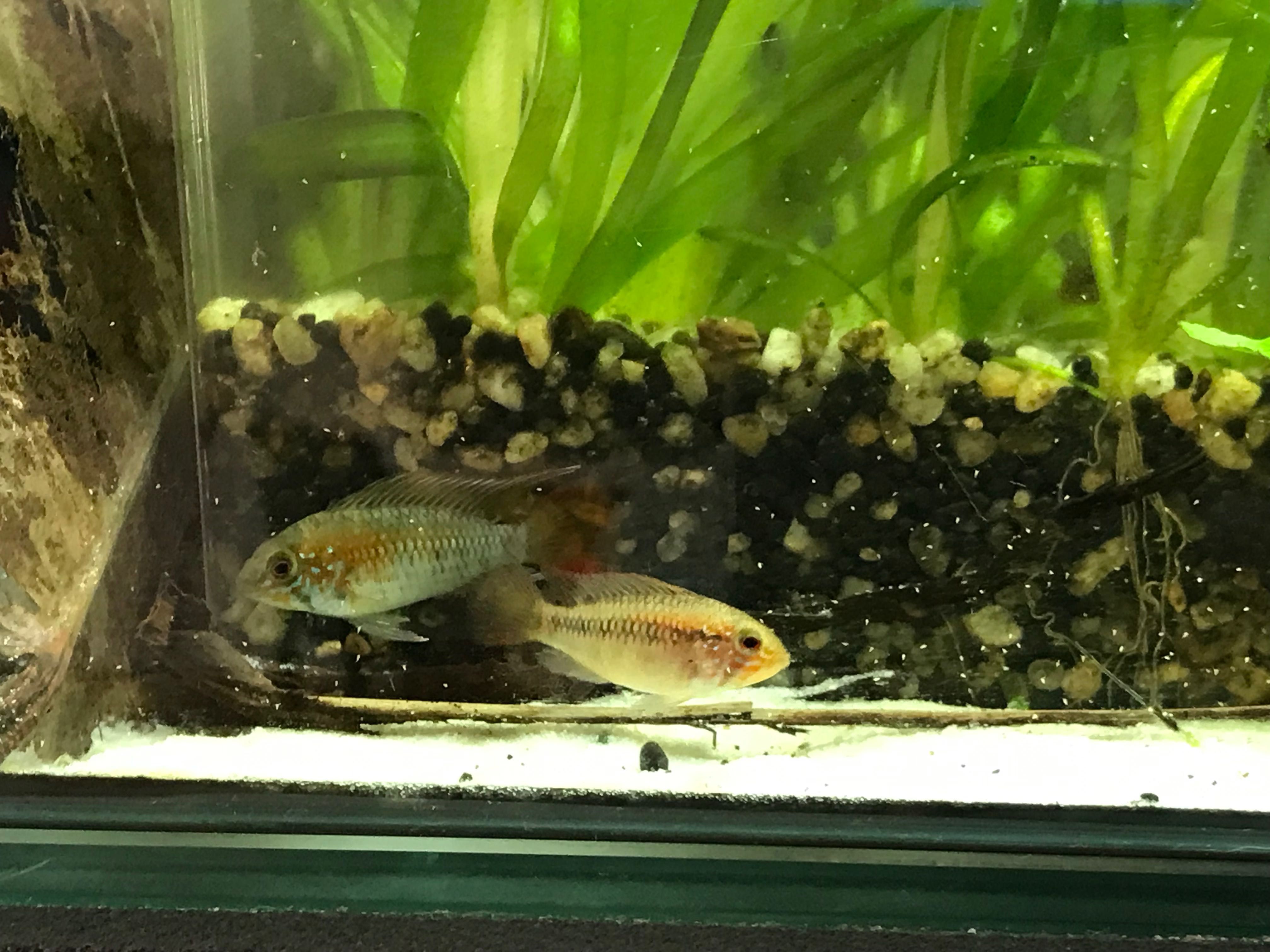 Apistogramma Macmasteri