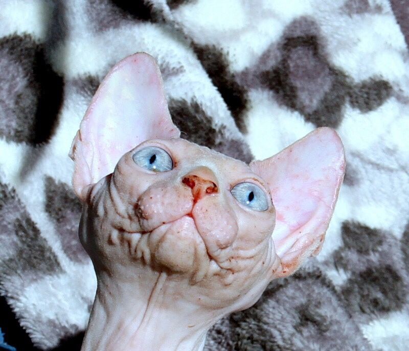 Котенок канадского сфинкса