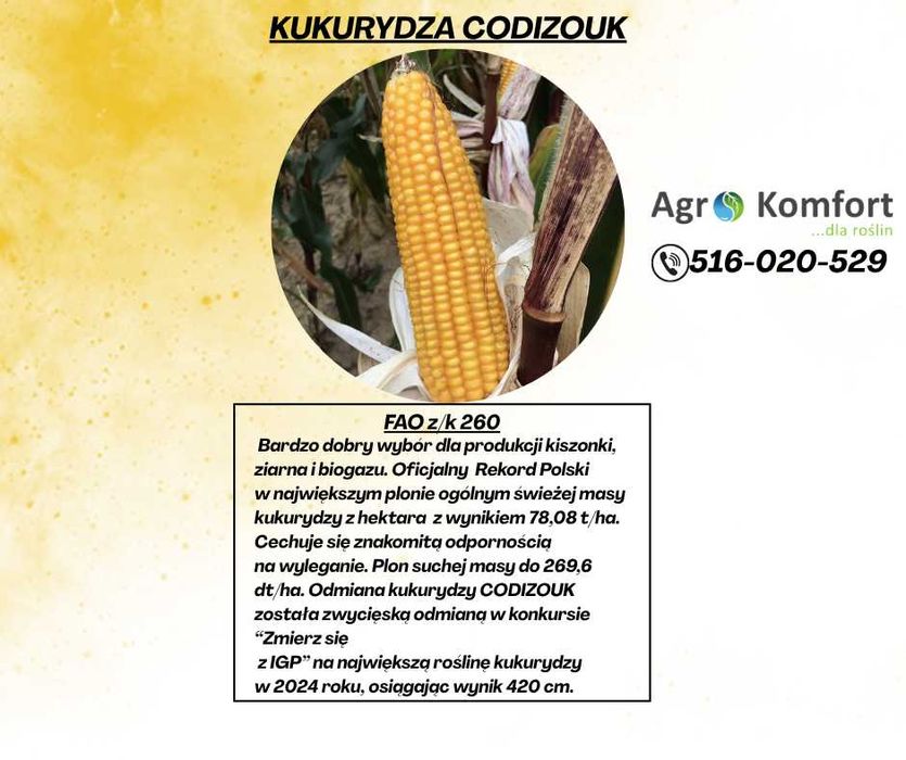 Kukurydza Codizouk