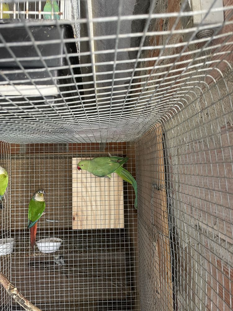 Ring neck verde femea