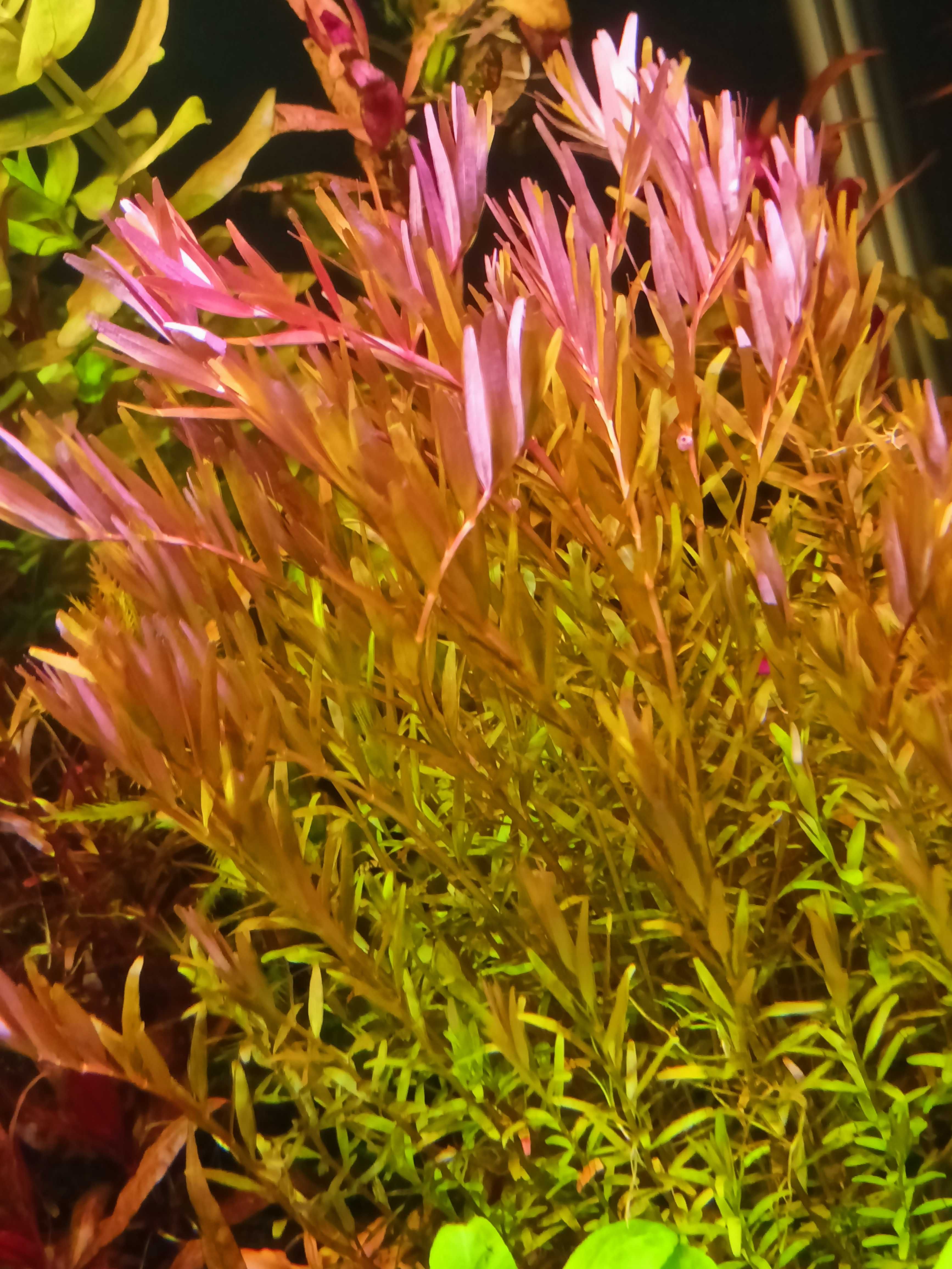 Rotala rotundifolia