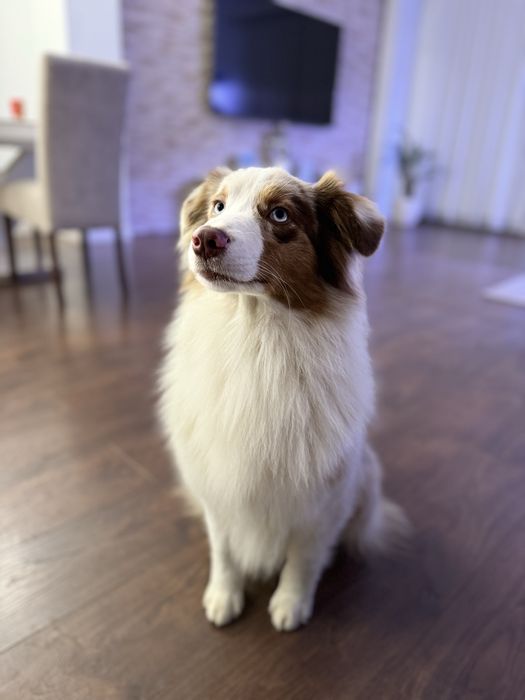 Szczenieta Owczarka Australijskiego -suczka Aussie, odbiór w grudniu