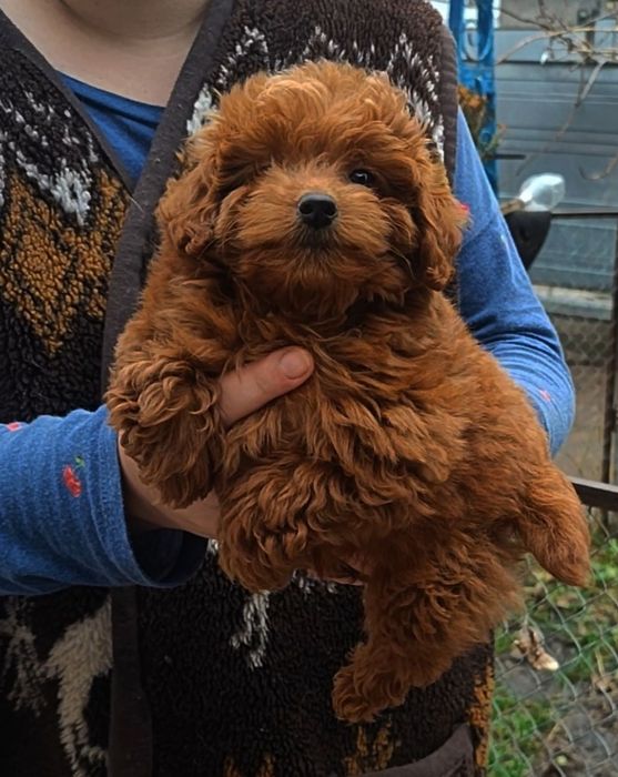 Малиш.той пудель.Ред Браун ,