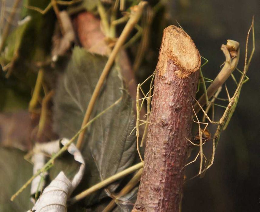 młode patyczaki rogate 10sztuk, wysyłka OLX Wielkość około 4 cm- 8 cm