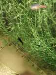 Krewetki Blue Velet