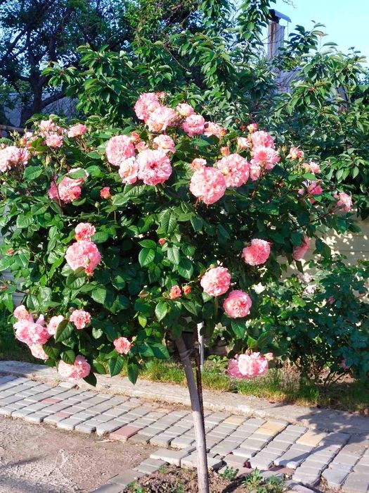 Отличная ЦЕНА! НОВОСТРОЙ возле МОРЯ, лучший район, евроремонт, балкон.