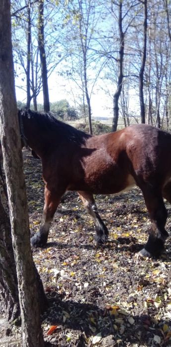 Sprzedam źrebaki zimnokrwiste