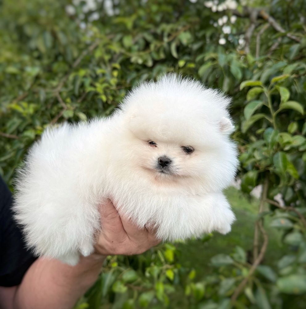 Szpic miniaturowy Pomeranian Suczka Zkwp FCI