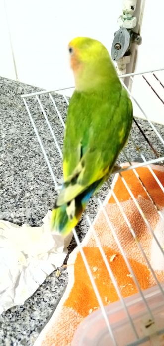 Cedem se agapornis e caturras