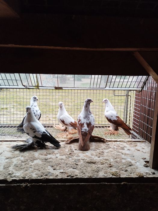 Widyny,wiedyny, gołębie ozdobne