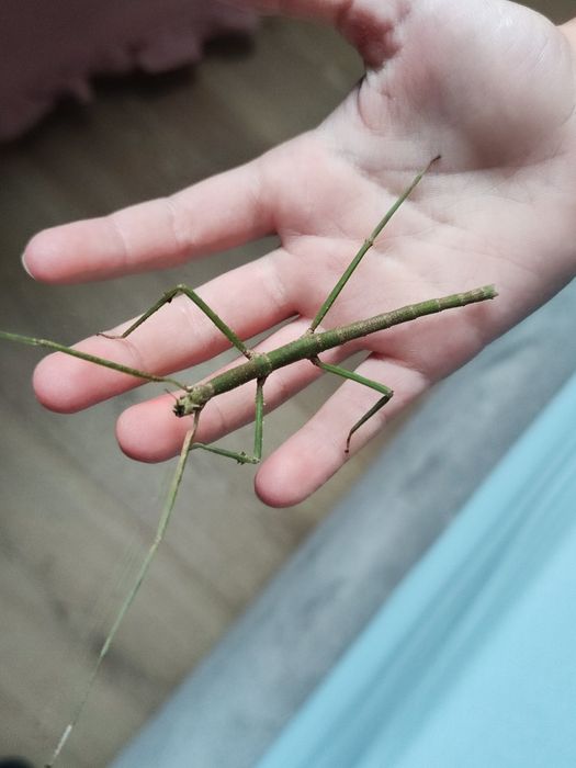 Oddam patyczaki rogate za darmo